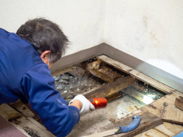 Best Certified Mold Removal  in Prescott Valley, AZ