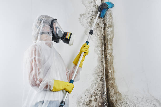 Best Toxic Mold Removal  in Prescott Valley, AZ