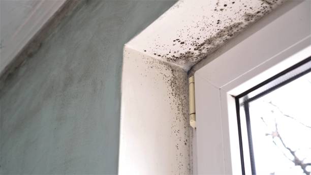 Certified Mold Removal in Prescott Valley, AZ