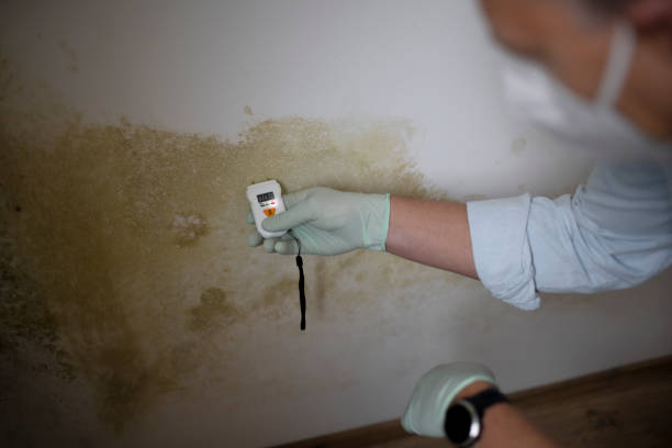 Best Attic Mold Removal  in Prescott Valley, AZ